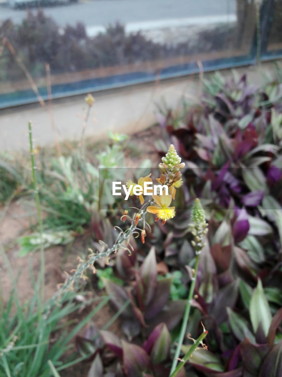 CLOSE-UP OF YELLOW FLOWERS GROWING ON PLANT