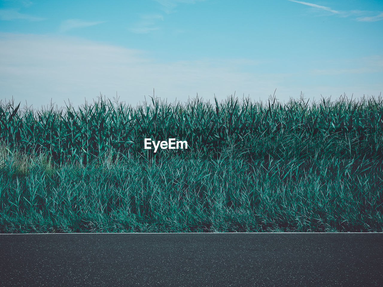 Plants growing on field by road against sky