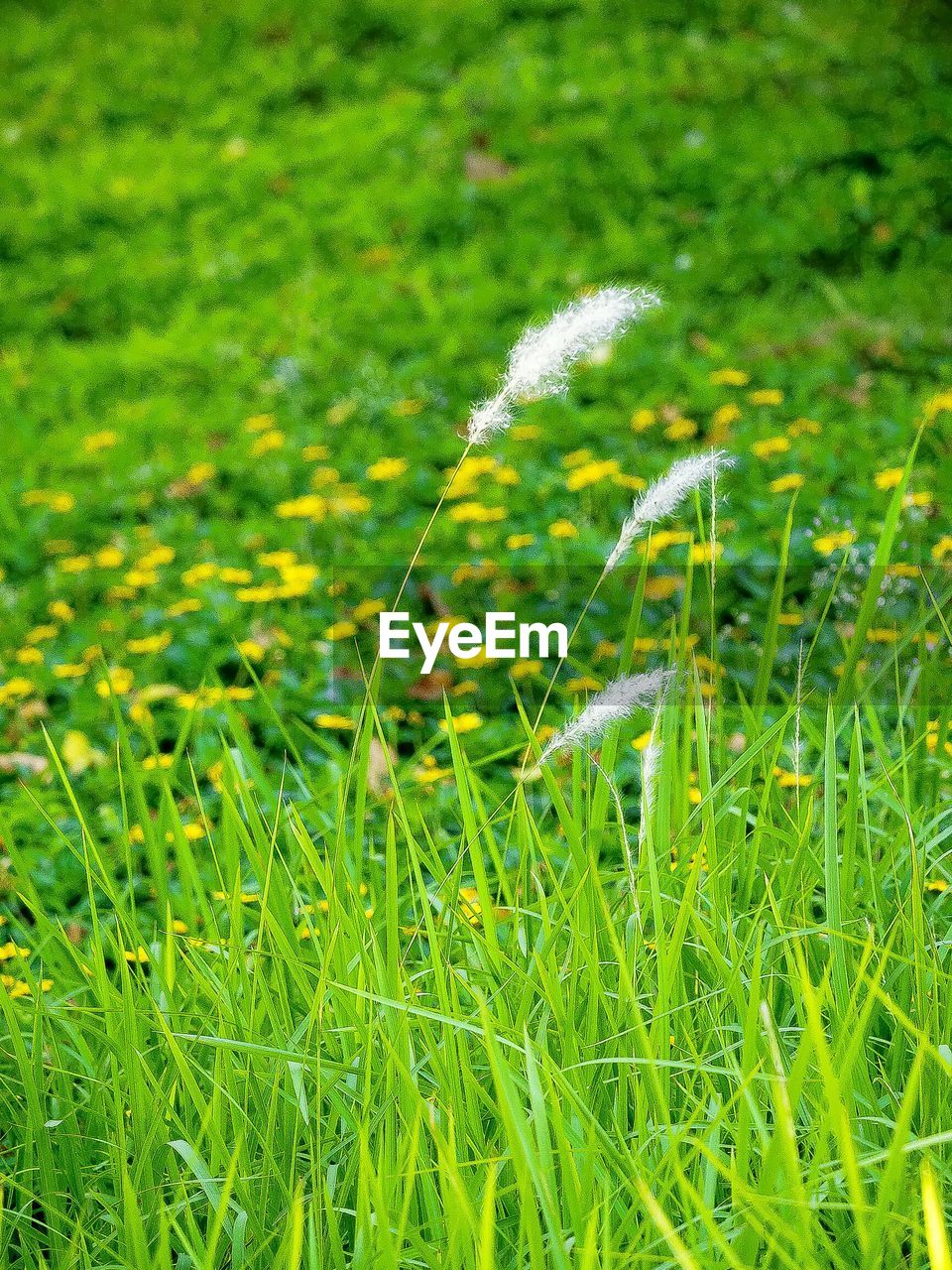 CLOSE-UP OF GRASS IN FIELD