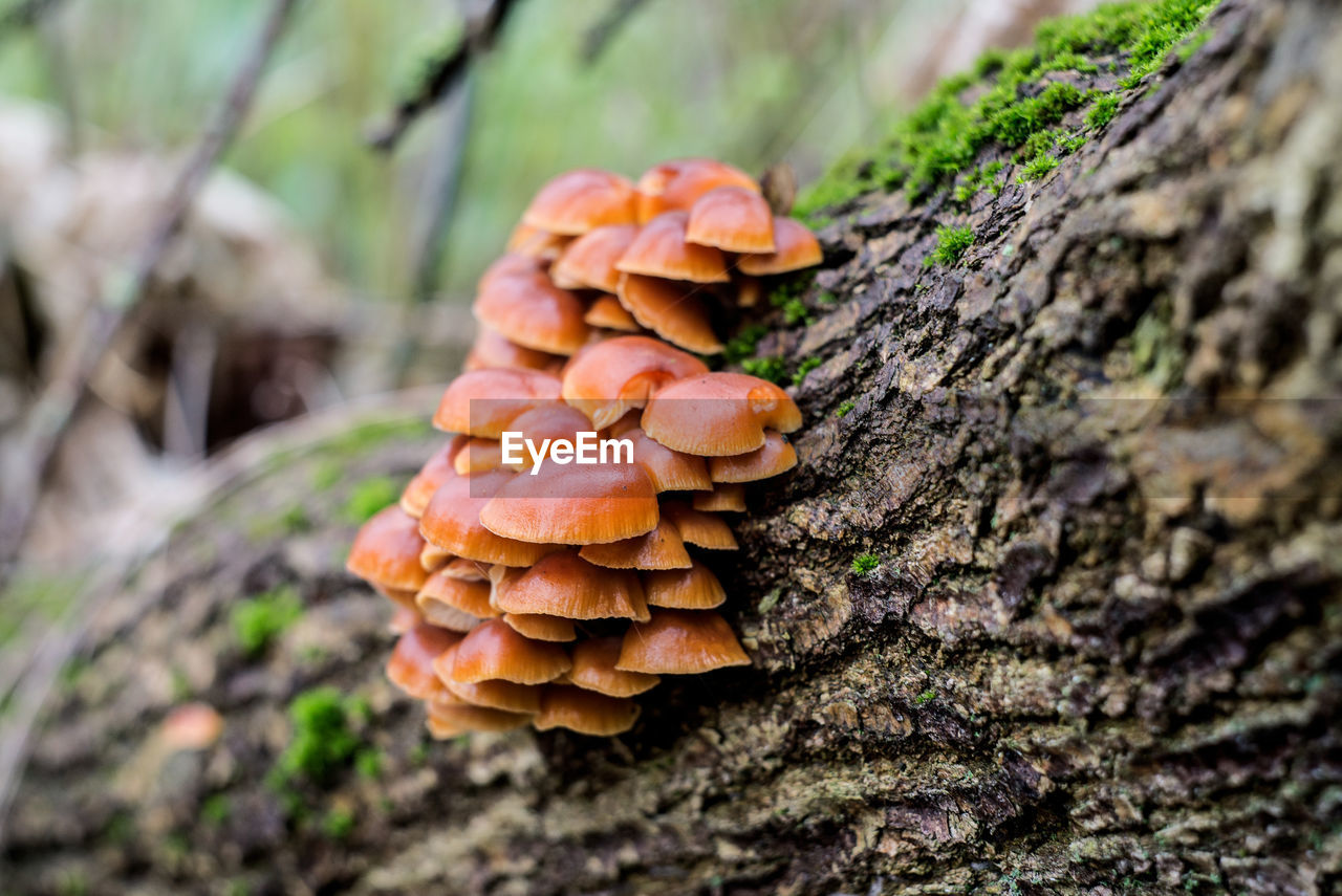 Close-up of mushroom growing on tree trunk