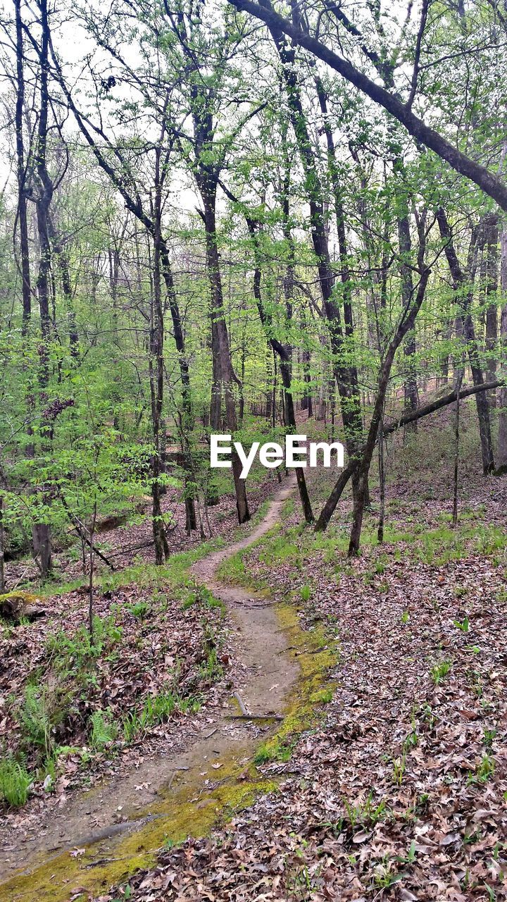 TREES GROWING IN FOREST