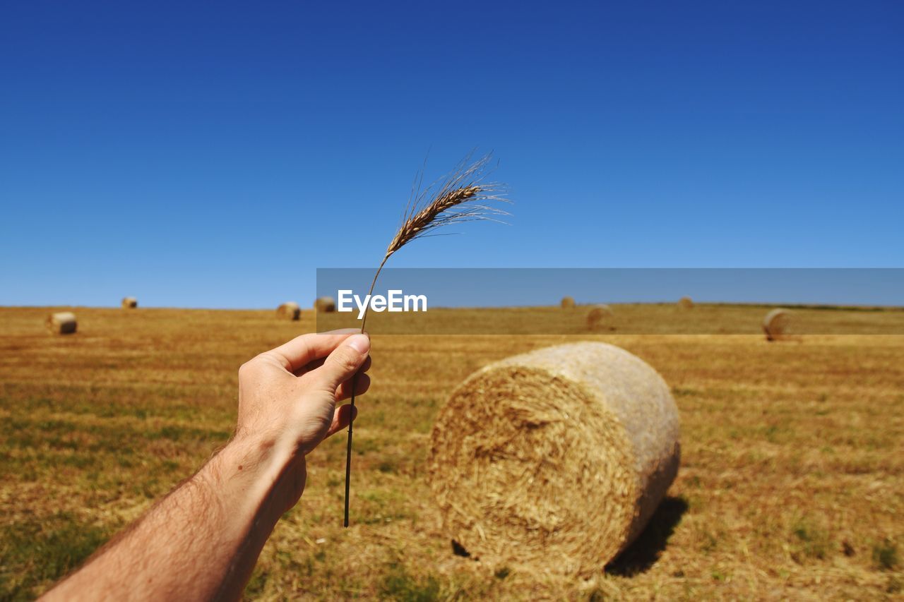 Cropped hand of man holding wheat crop against hay bales on field