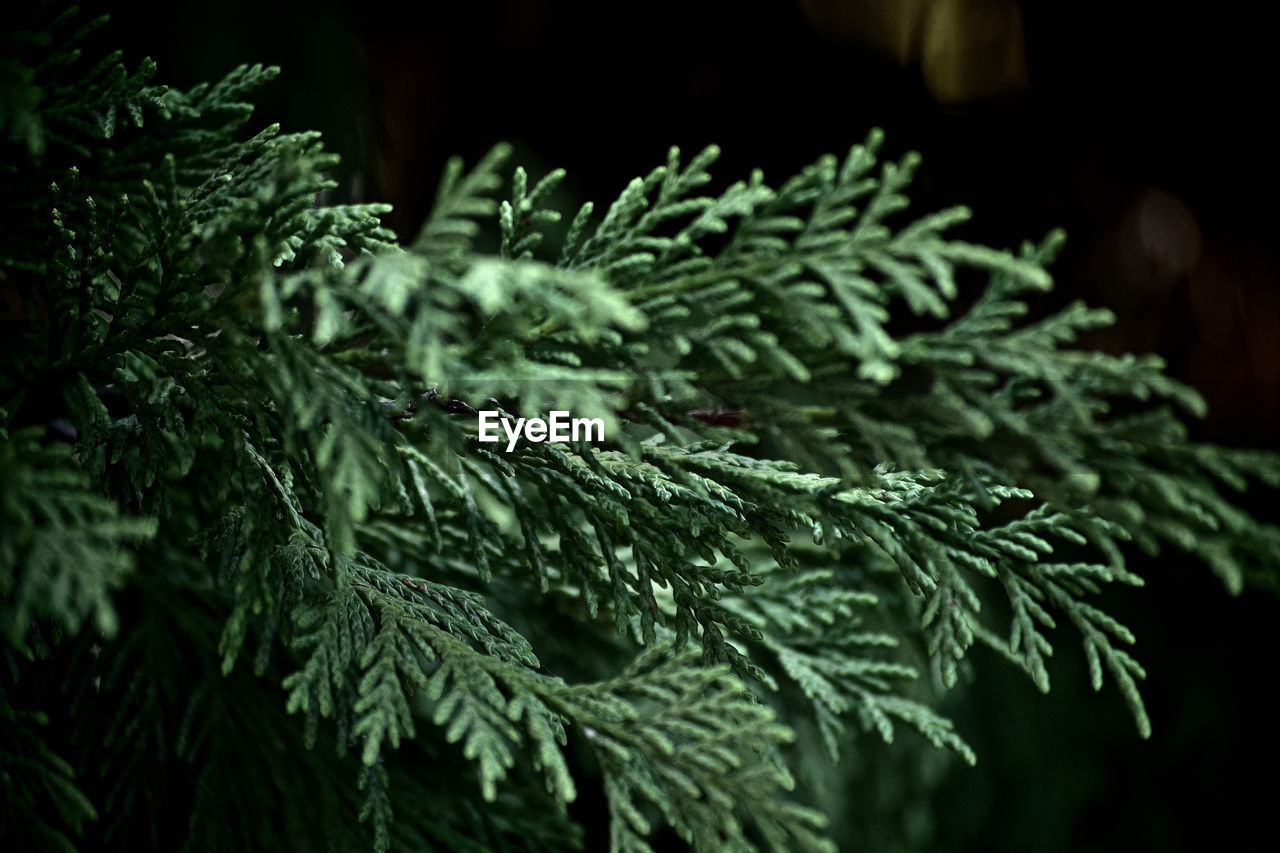 Close up of coniferous tree branch