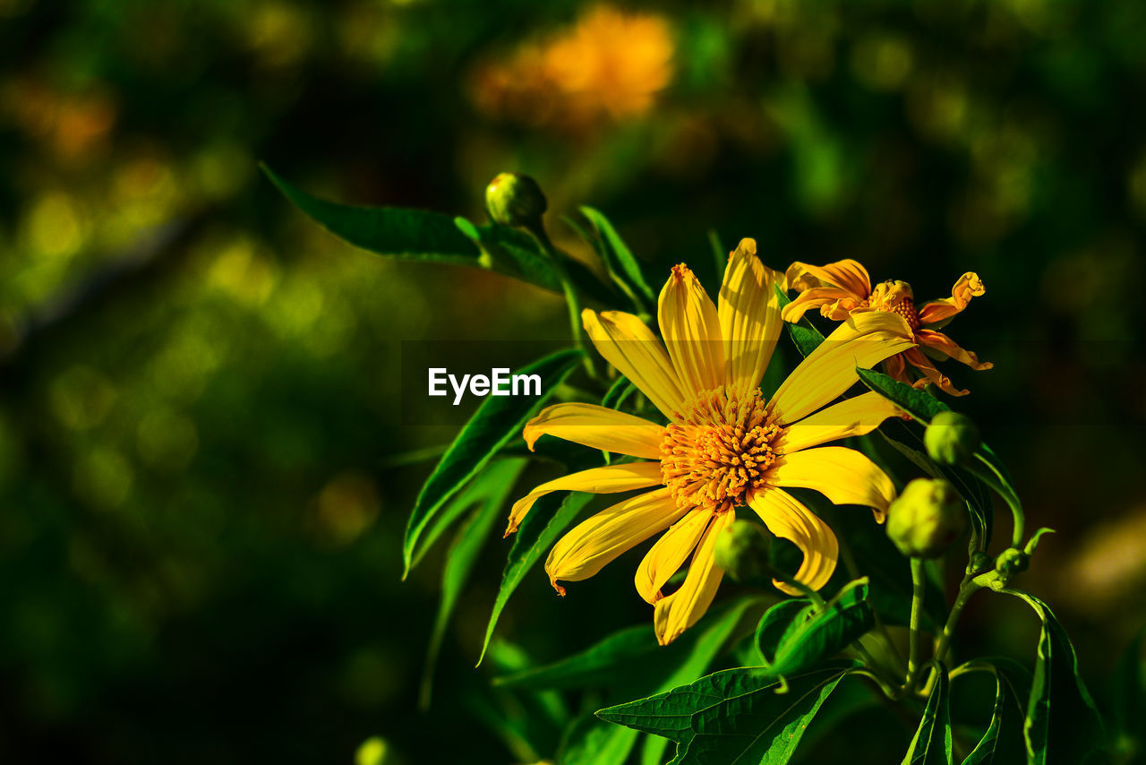 Close-up of yellow flower blooming outdoors