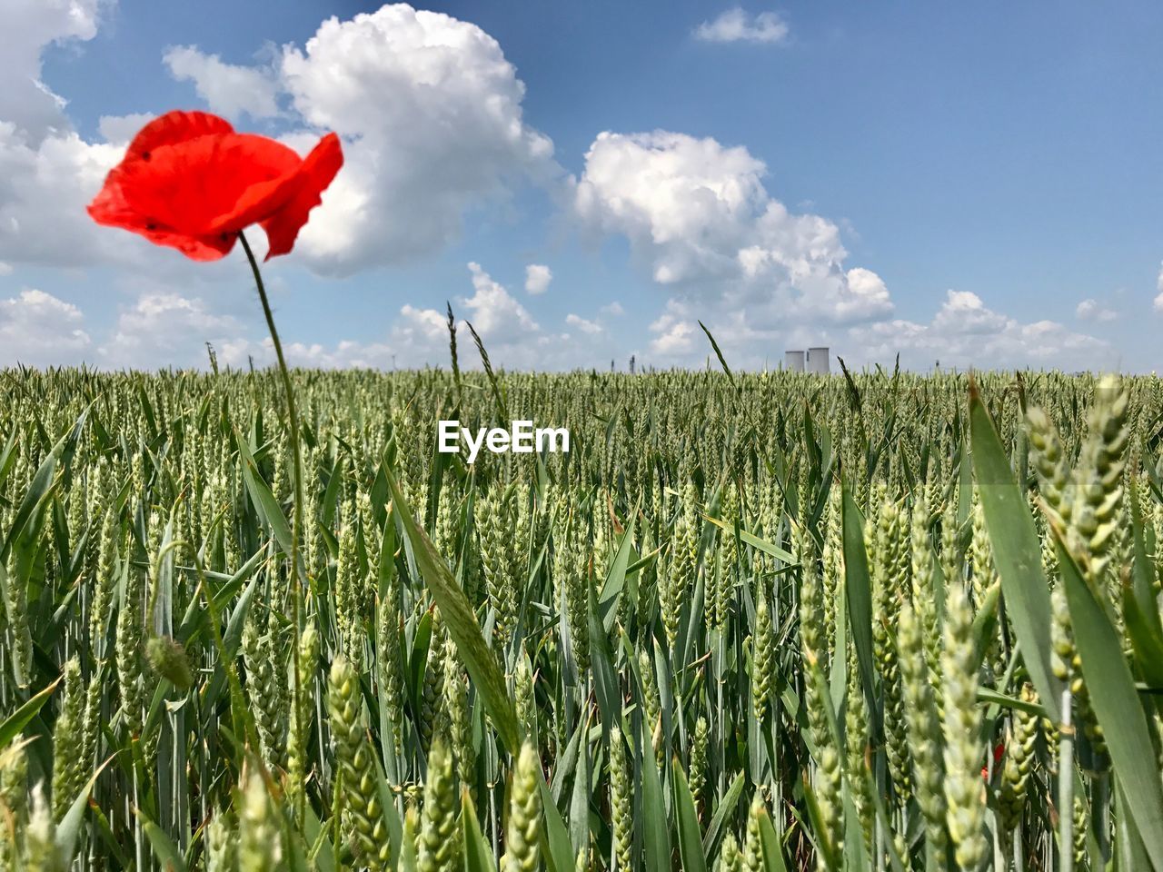 Close-up of wheat growing on field against sky