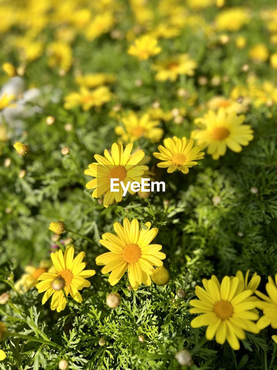 flower, flowering plant, plant, freshness, yellow, beauty in nature, growth, flower head, fragility, nature, inflorescence, close-up, meadow, petal, no people, green, herb, field, day, outdoors, summer, focus on foreground, springtime, botany, land, high angle view, sunlight, daisy, plant part, selective focus, wildflower, leaf