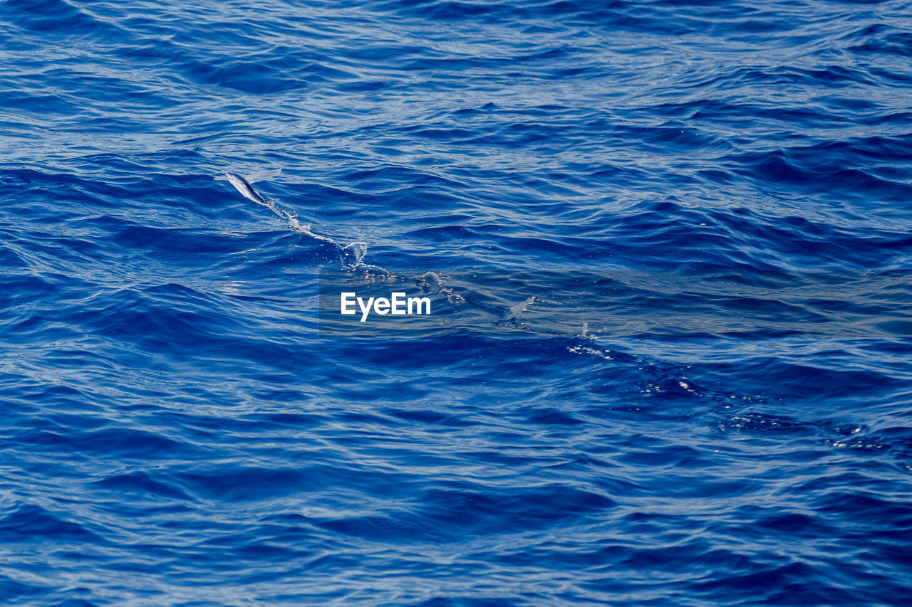 FULL FRAME SHOT OF SEA SWIMMING IN BLUE WATER