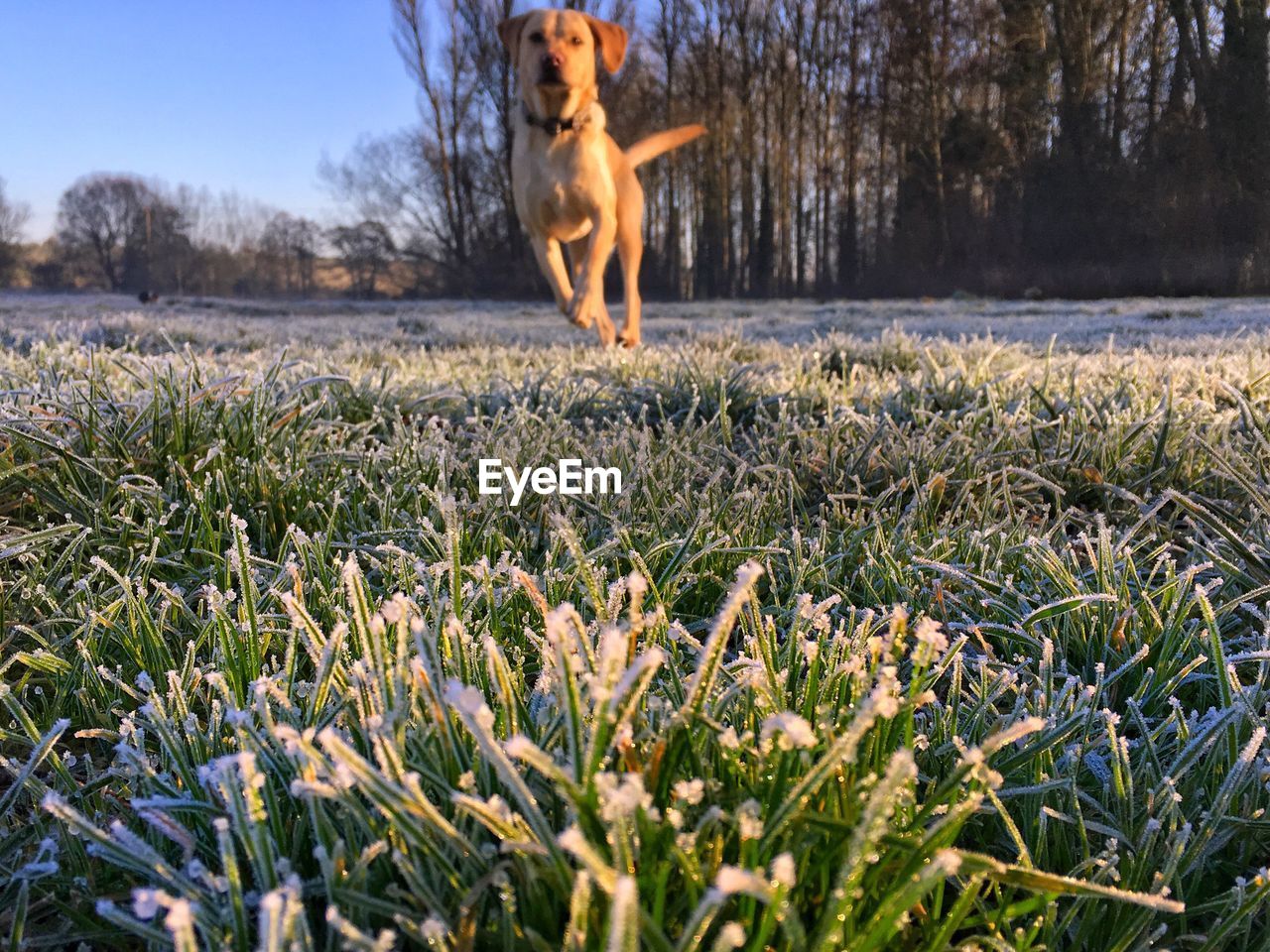 Dog on field against clear sky