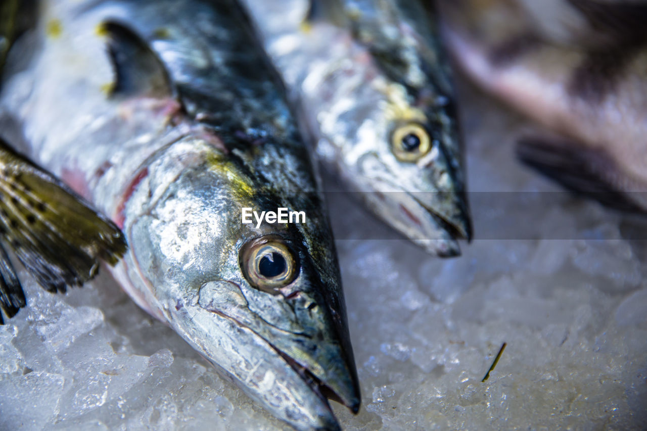 Close-up of fish for sale