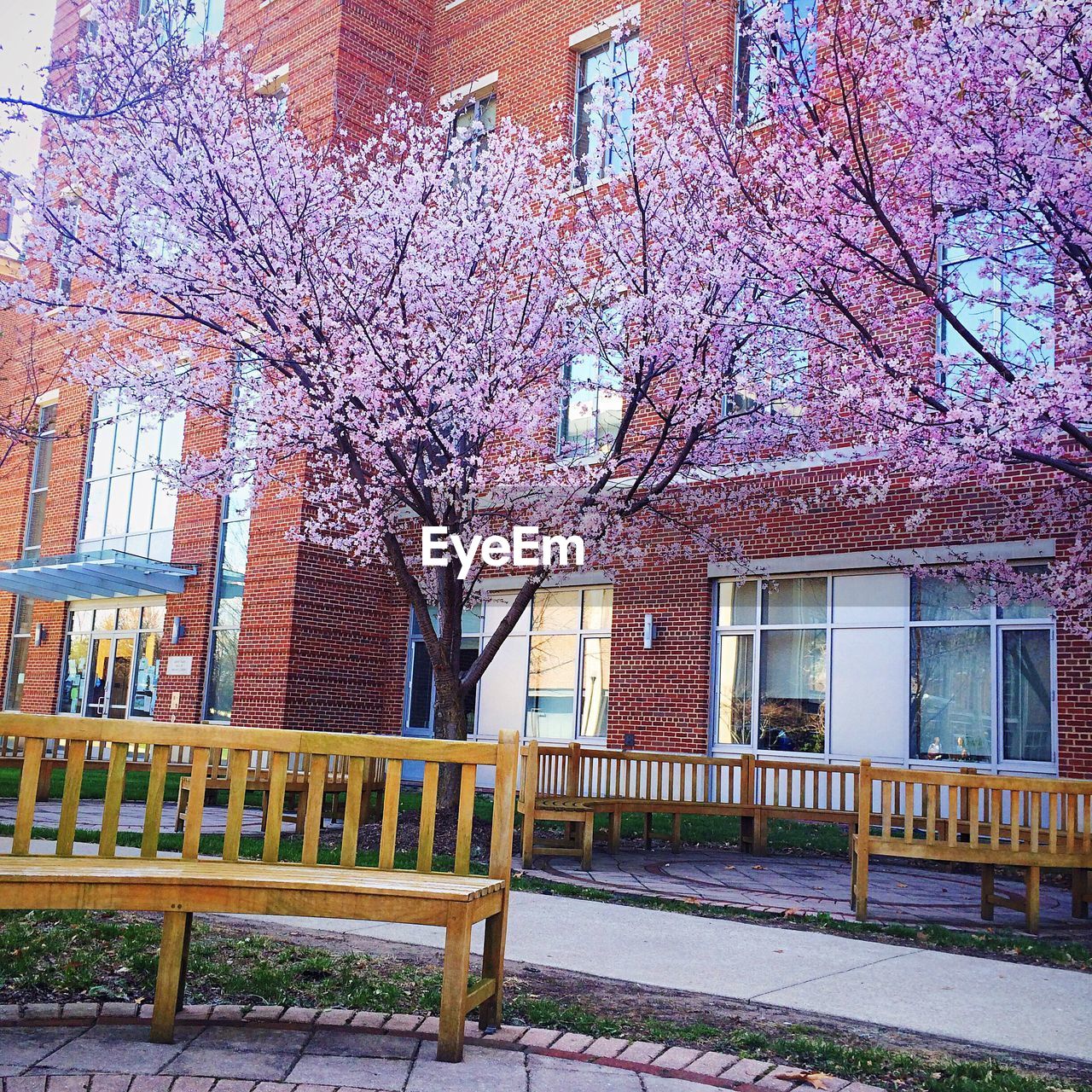 View of empty benches and flower trees against building