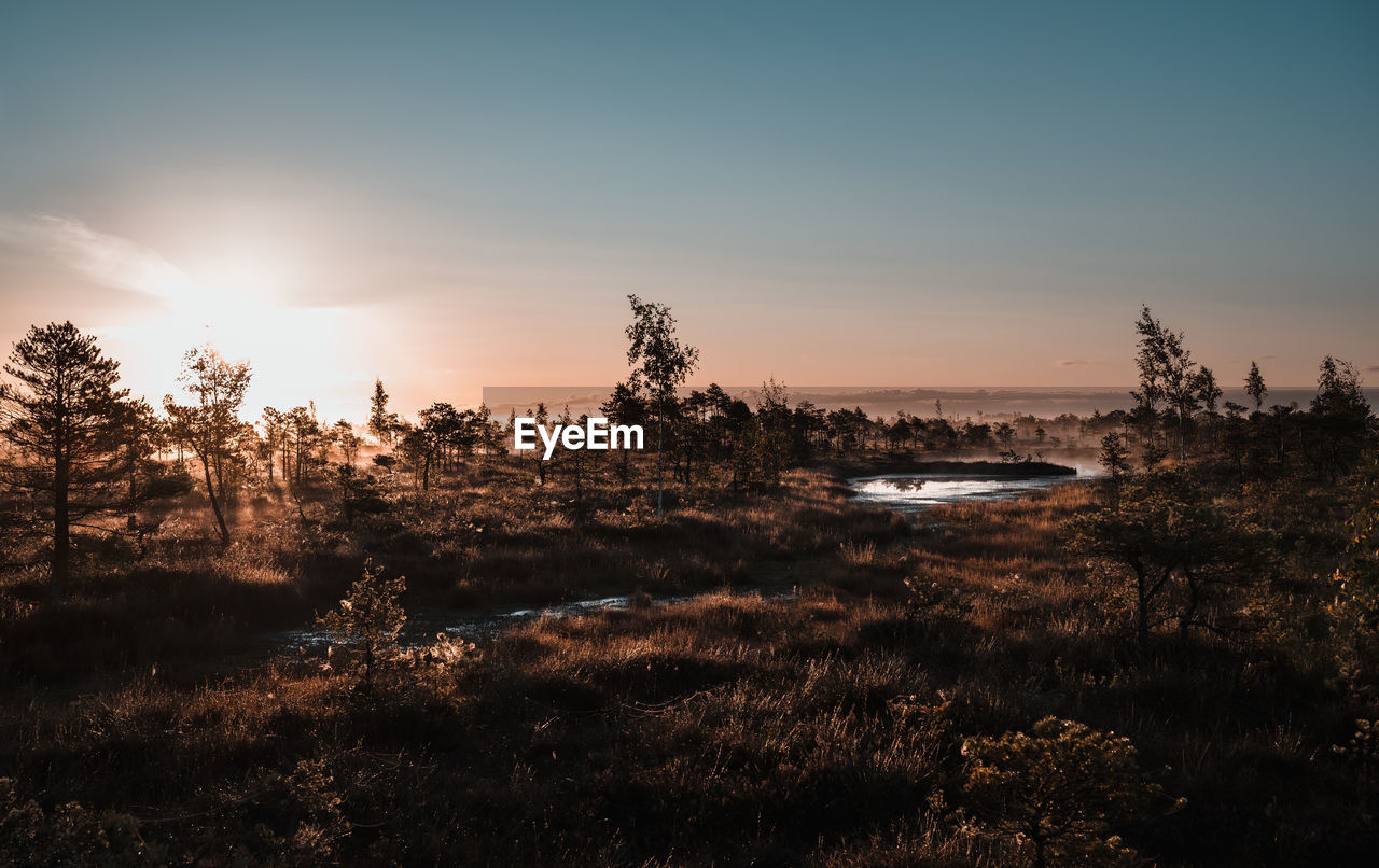 Plants and trees against sky during sunrise on swamps 