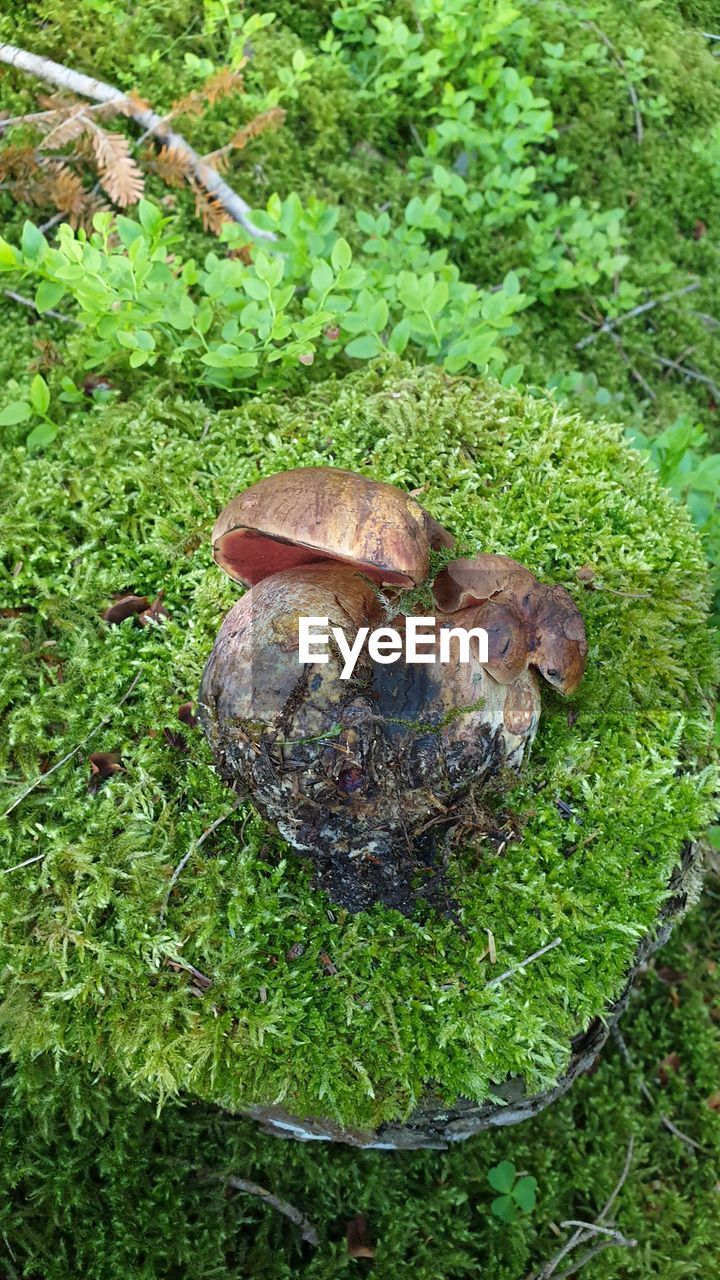 HIGH ANGLE VIEW OF MUSHROOMS ON GROUND
