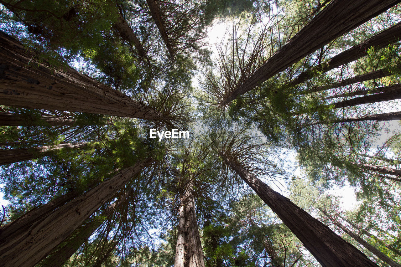 Low angle view of trees against clear sky