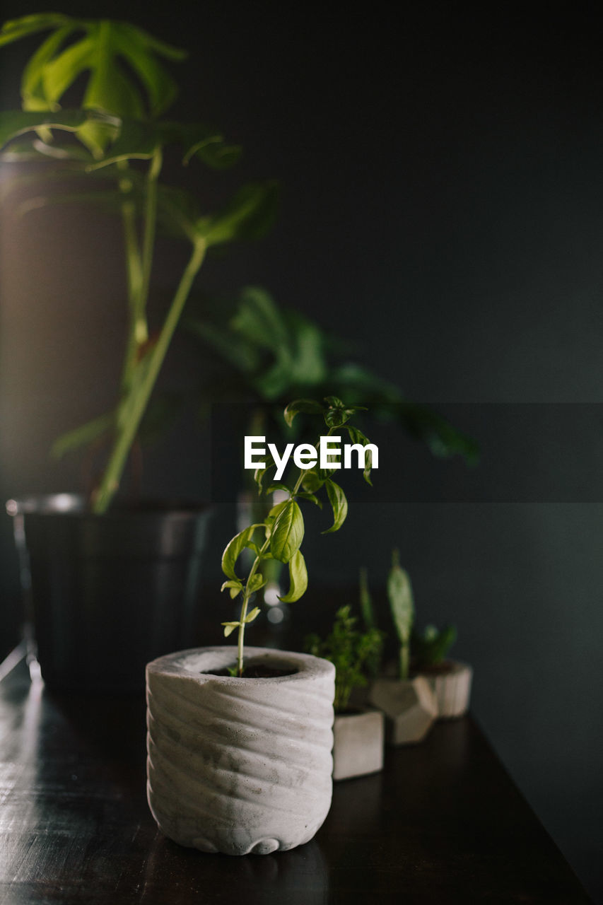 Close-up of potted plant on table