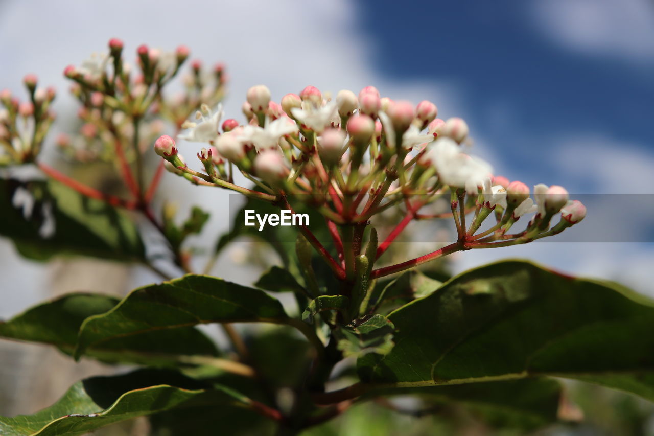 CLOSE-UP OF PLANT