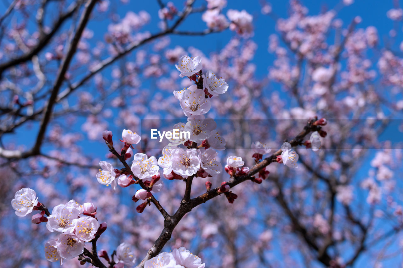 plant, tree, flower, blossom, flowering plant, fragility, springtime, beauty in nature, growth, branch, freshness, nature, cherry blossom, spring, pink, no people, low angle view, focus on foreground, day, sky, close-up, cherry tree, outdoors, produce, inflorescence, botany, twig, flower head, petal, fruit tree, blue, plum blossom, sunlight, white