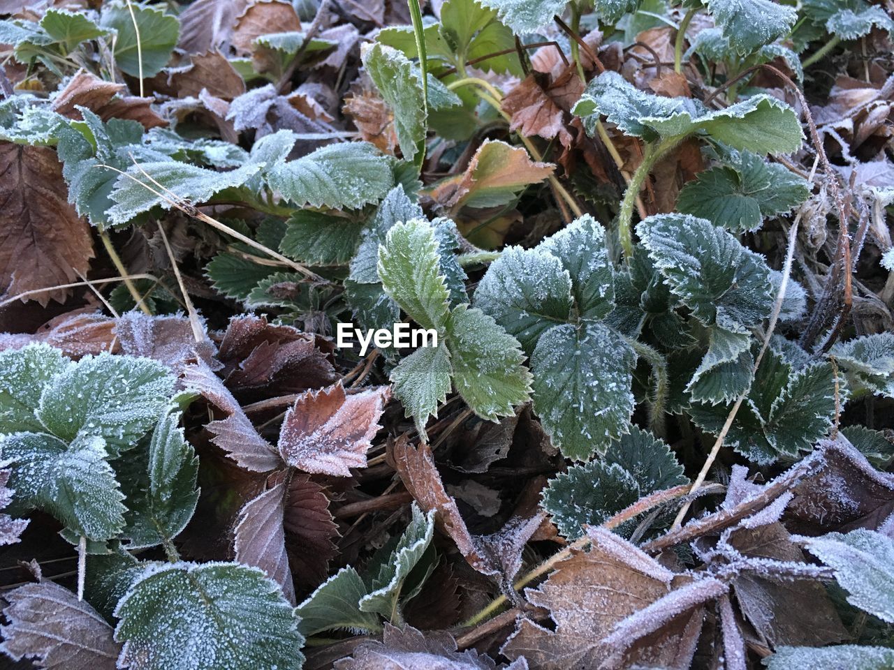 CLOSE-UP OF PLANTS DURING WINTER