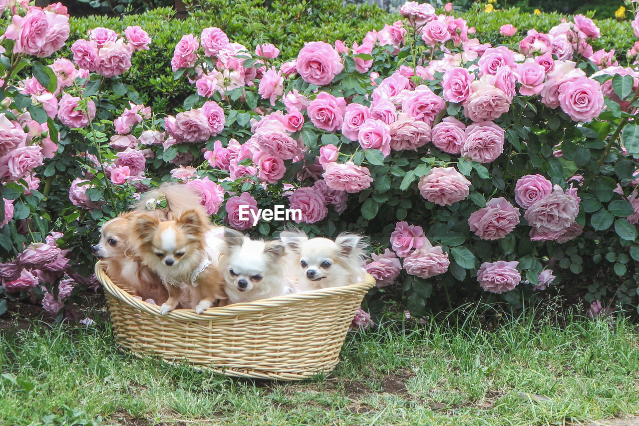 VIEW OF DOG WITH PINK FLOWERS IN BASKET