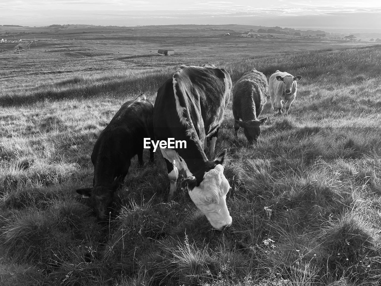  cows grazing in a field