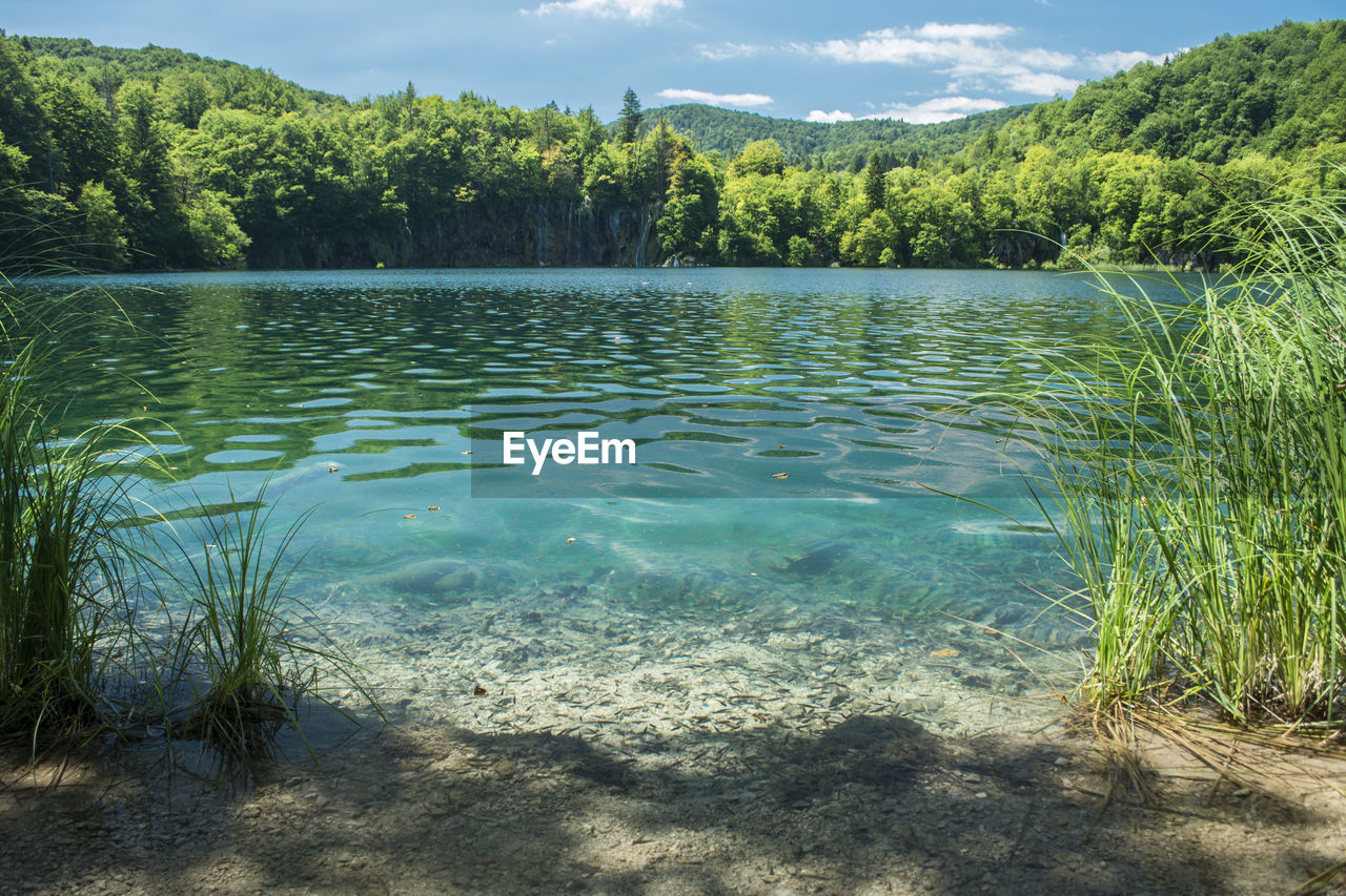 Scenic view of lake against trees