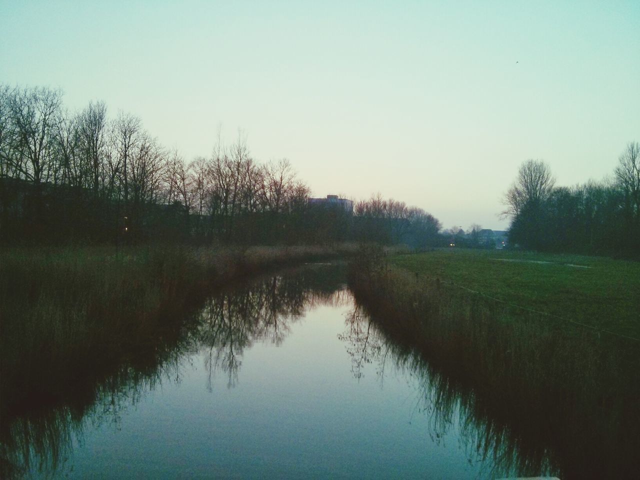 Reflection of bare trees on water