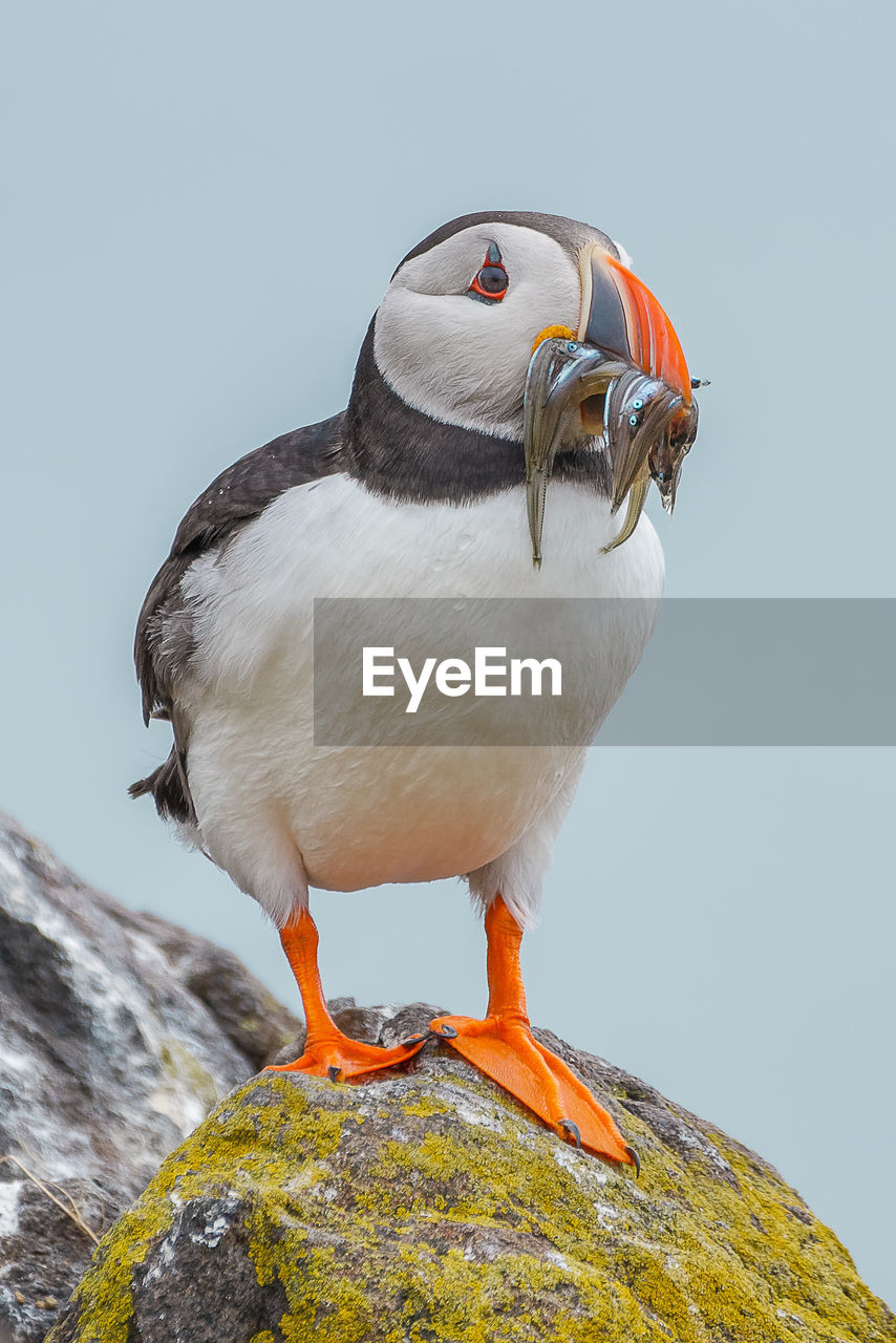 Close-up of puffin  perching on rock against sky