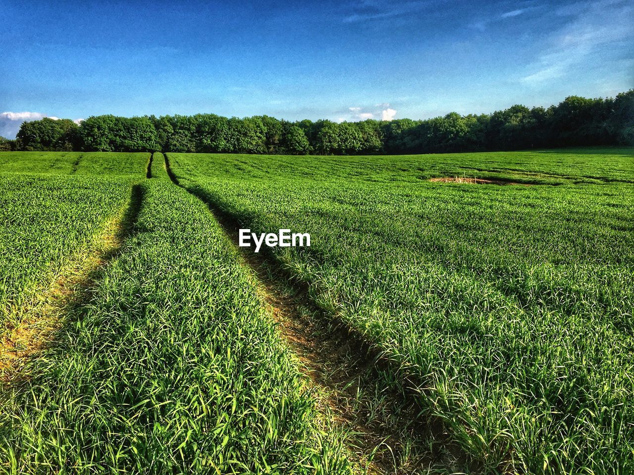 CROPS GROWING ON FIELD AGAINST SKY