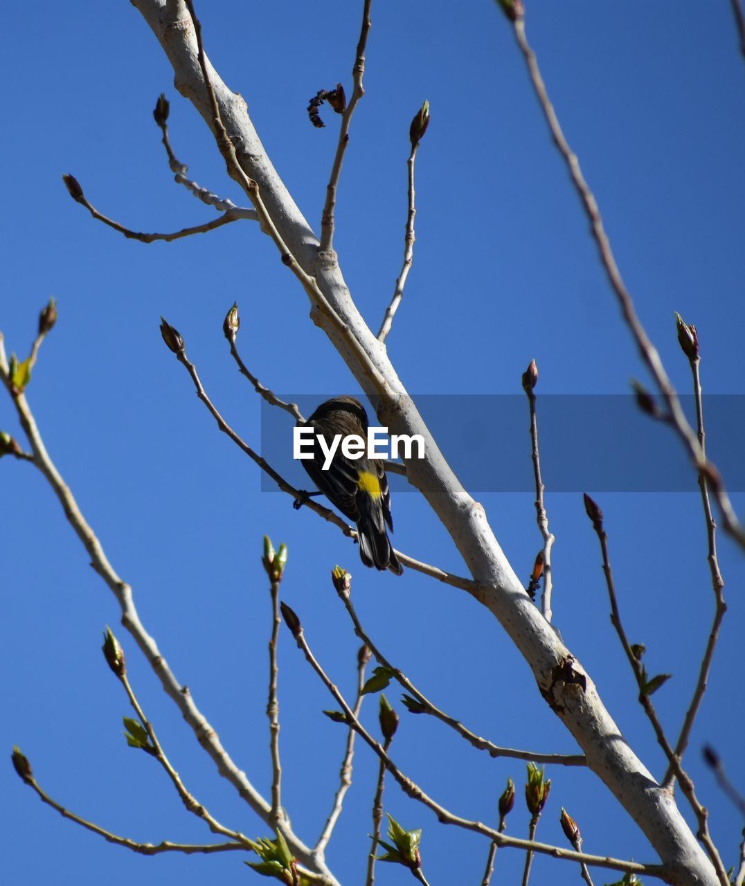 BIRD PERCHING ON A TREE