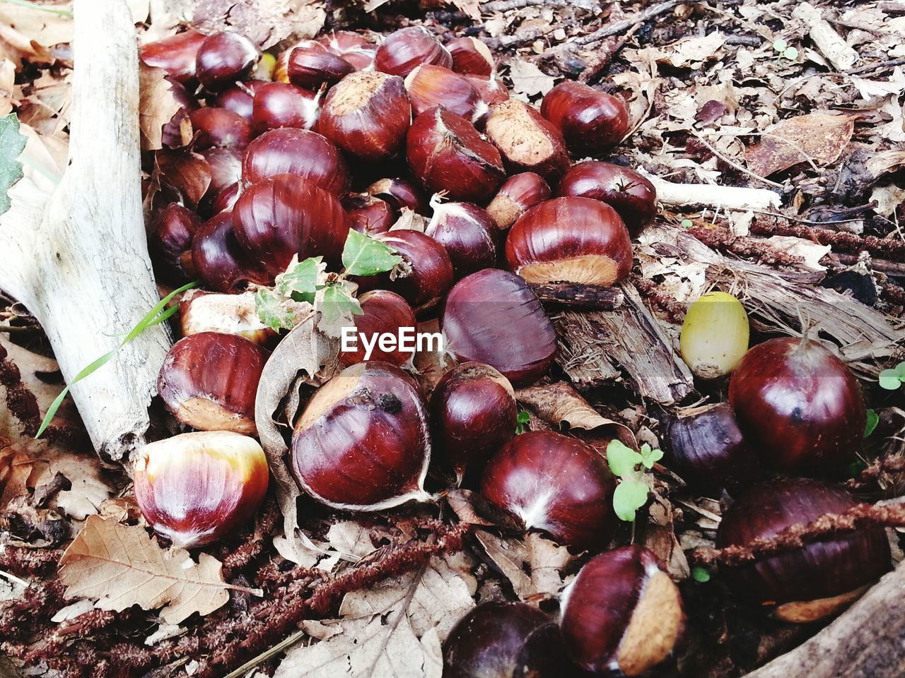 Close-up of chestnuts on ground