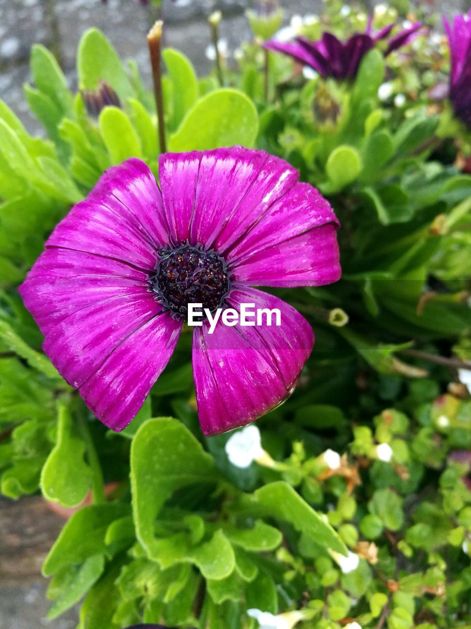 Close-up of pink flowers