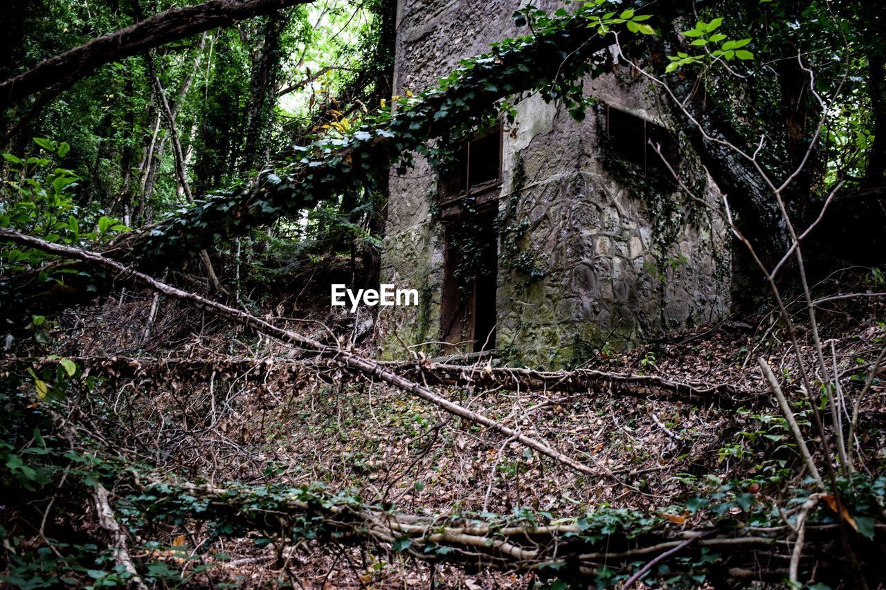 MOSS ON TREE BRANCH