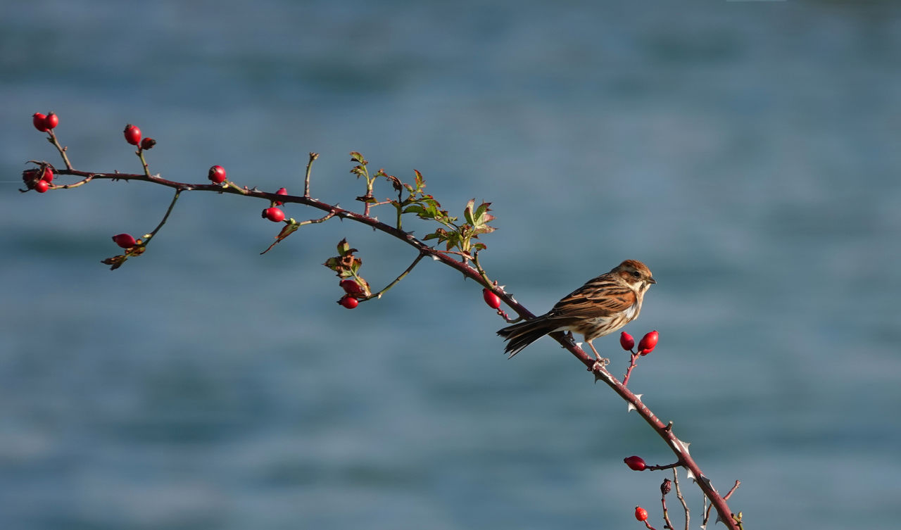 Bird perching on a tree