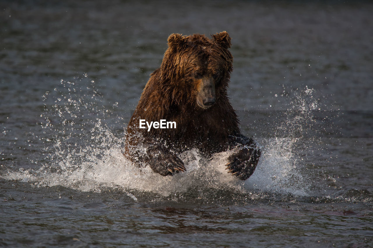 Brown bear in lake