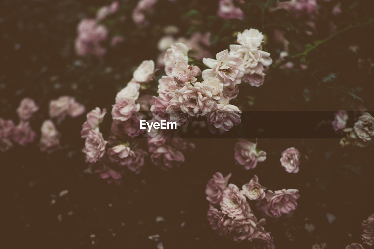 Close-up of pink flowers