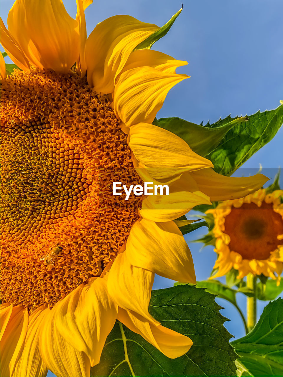 Close-up of sunflower