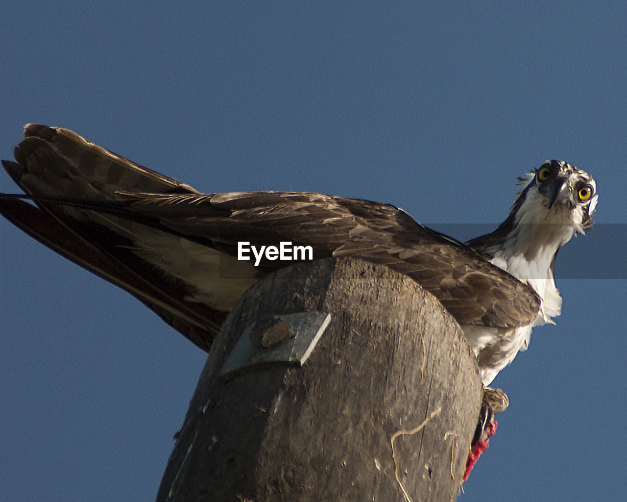 Low angle view of osprey perching on wooden post against clear sky