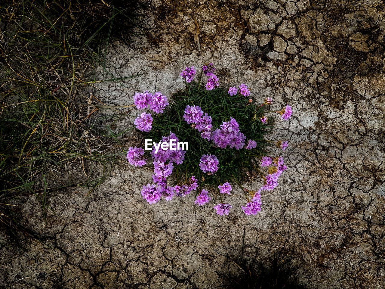 High angle view of pink flowering plant