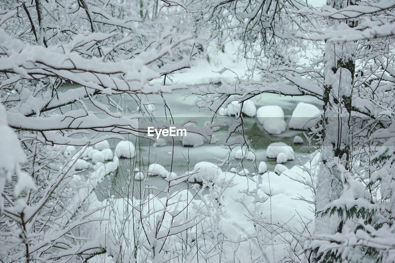 SNOW COVERED TREES BY LAND