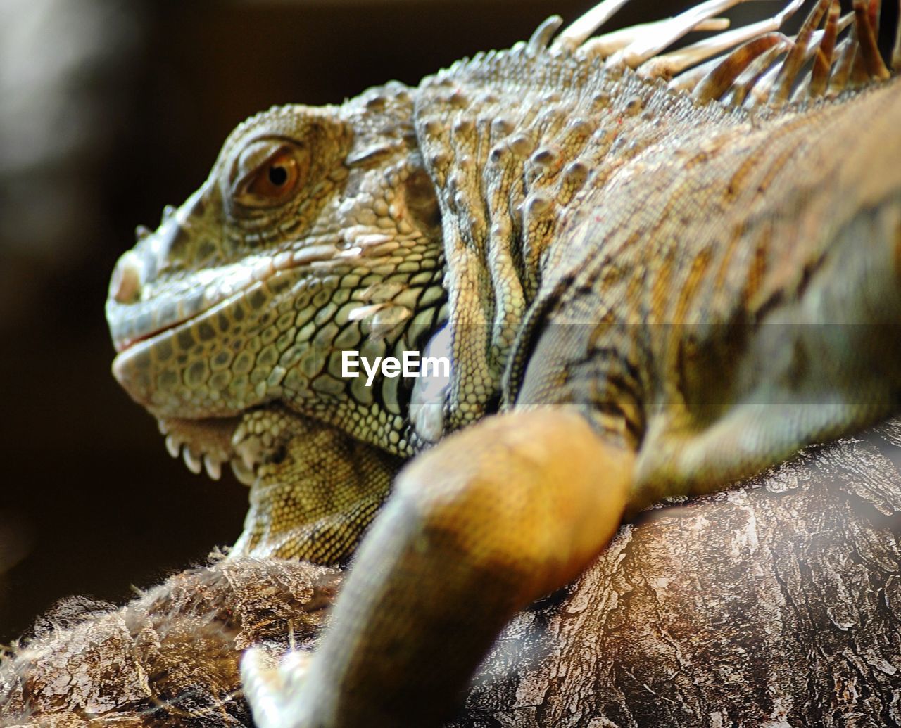 Close-up of iguana