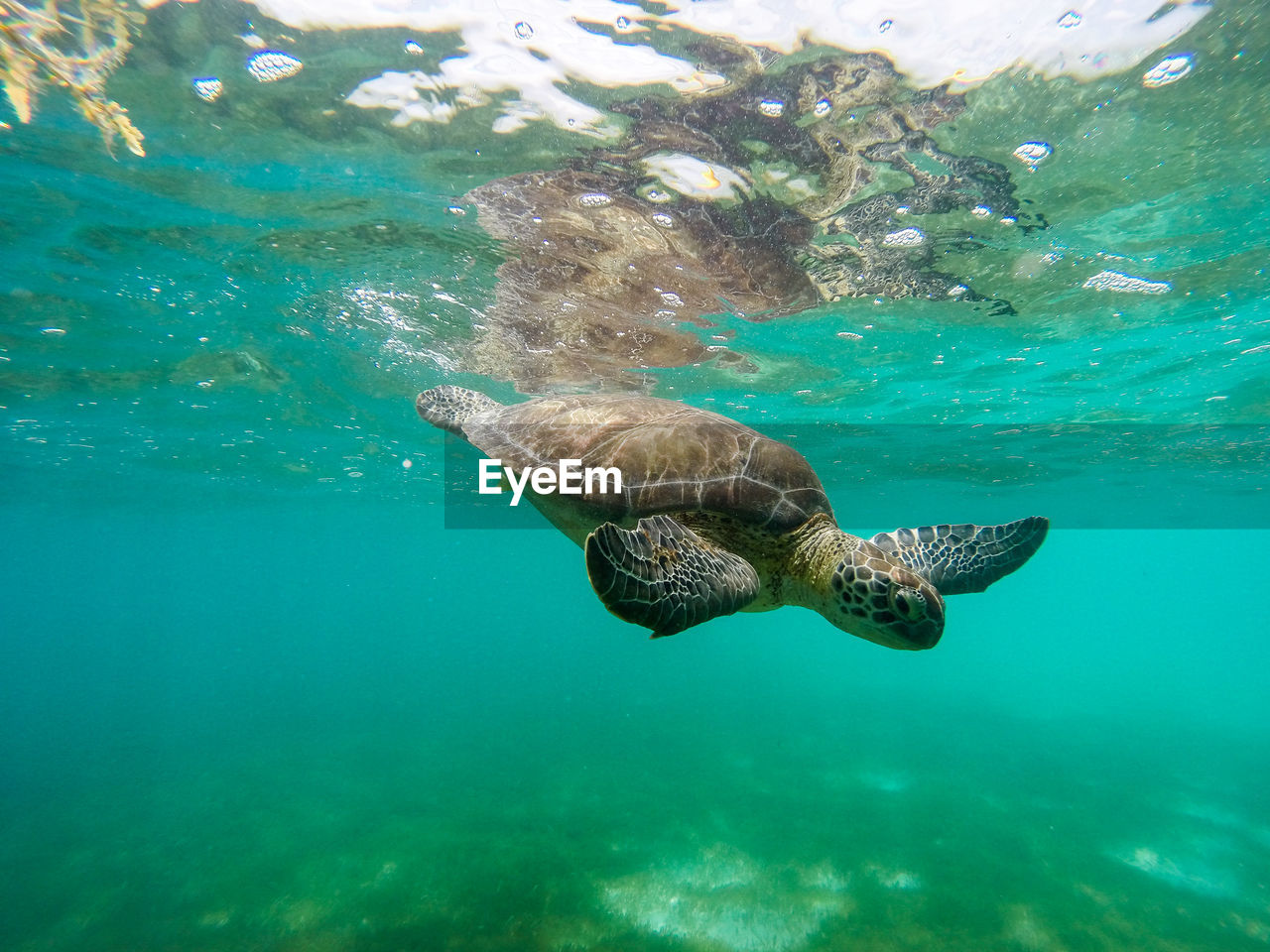 Side view of a turtle underwater