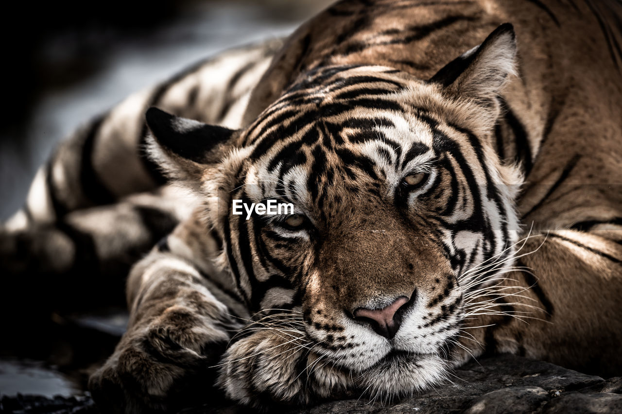 PORTRAIT OF TIGER IN ZOO