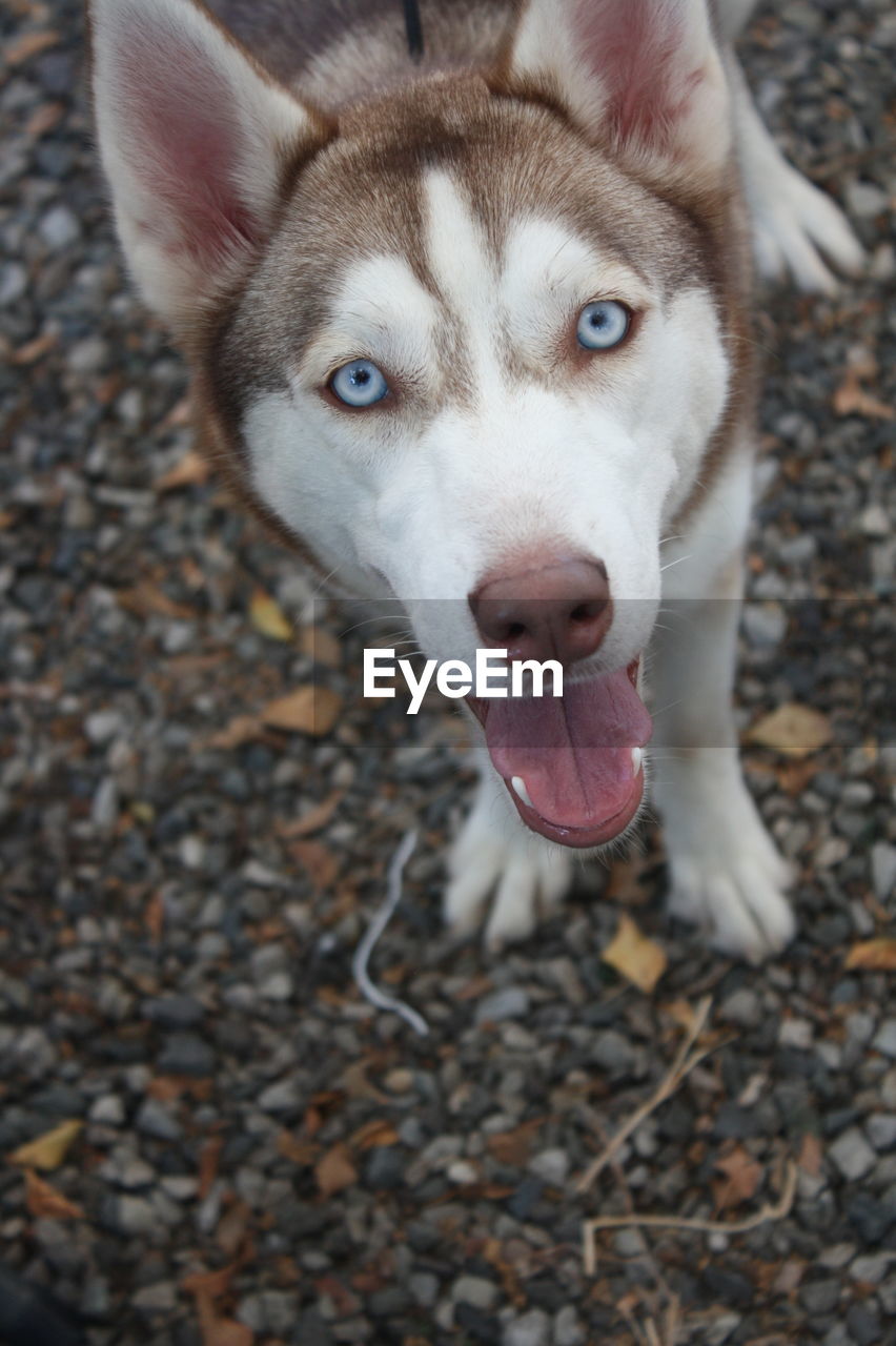 High angle portrait of dog on ground