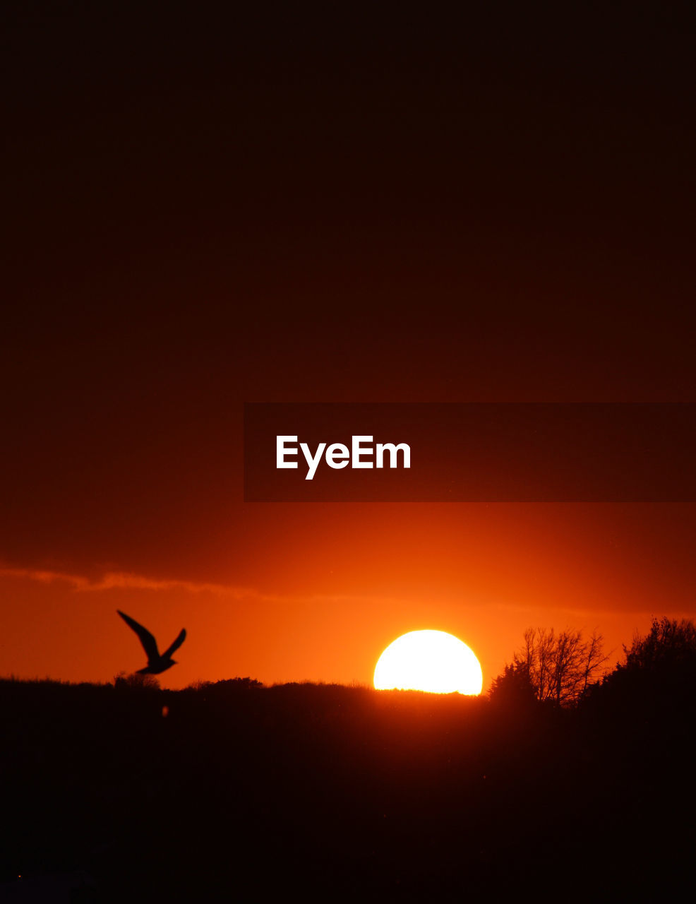 SILHOUETTE BIRD FLYING IN SKY AT SUNSET