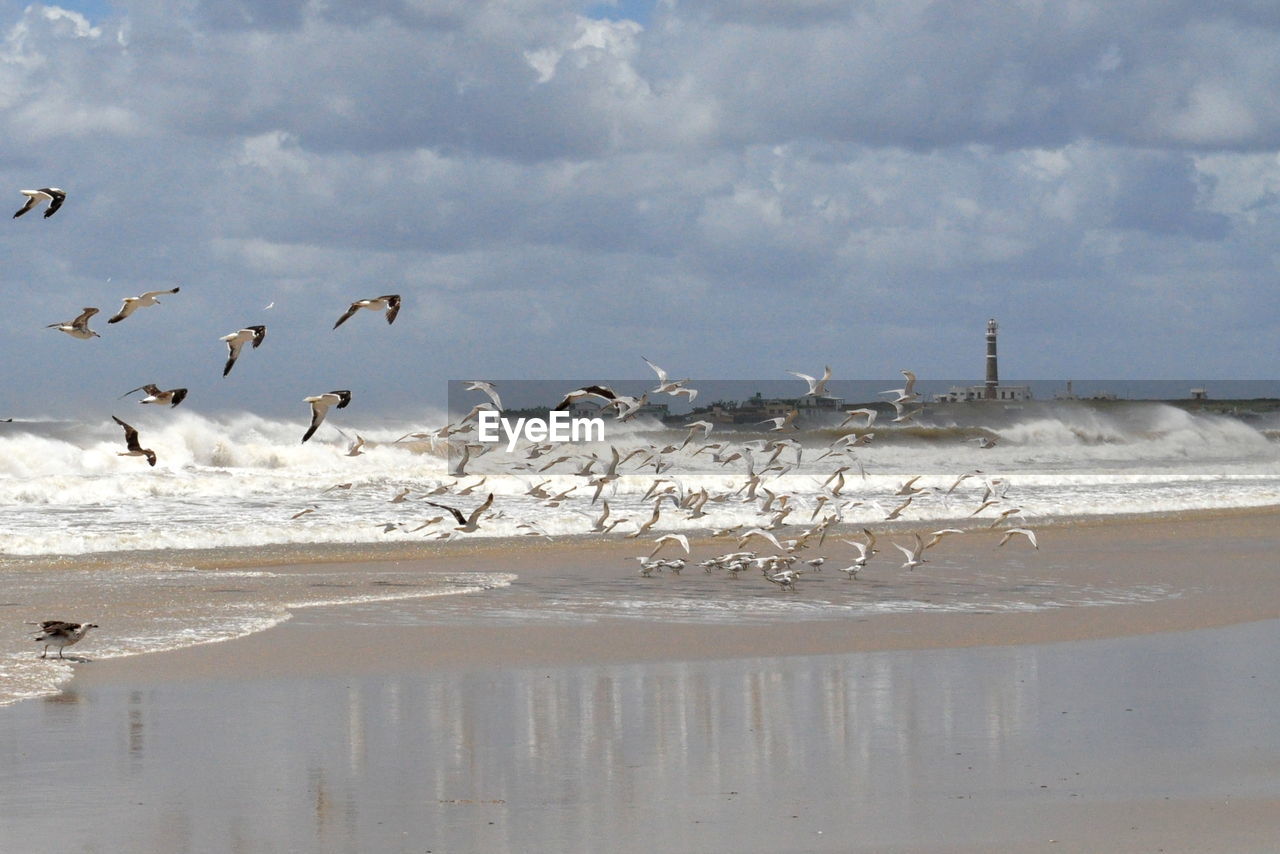 SEAGULLS ON BEACH AGAINST SKY