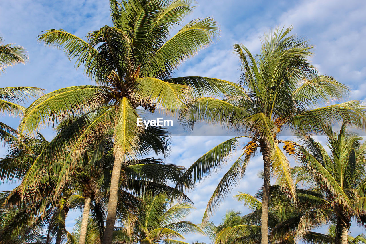 Low angle view of palm trees against sky