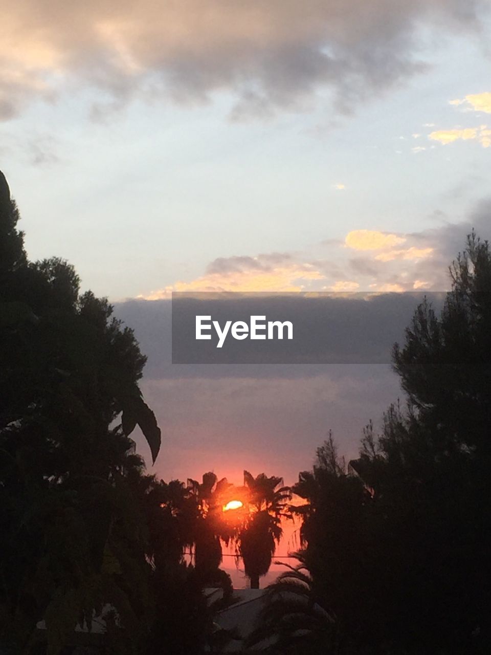 LOW ANGLE VIEW OF TREES AGAINST SKY AT SUNSET