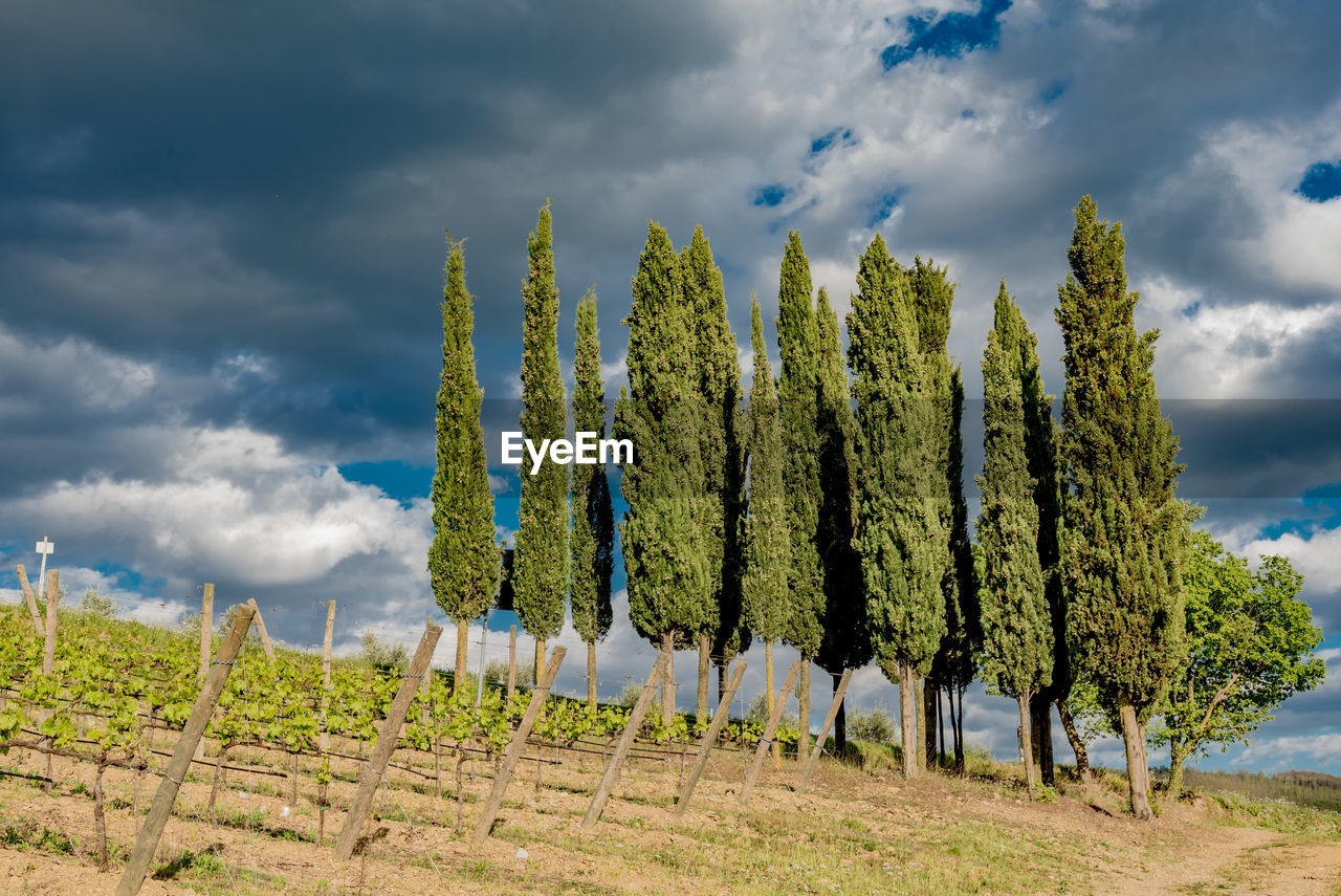 Low angle view of plants on field against sky