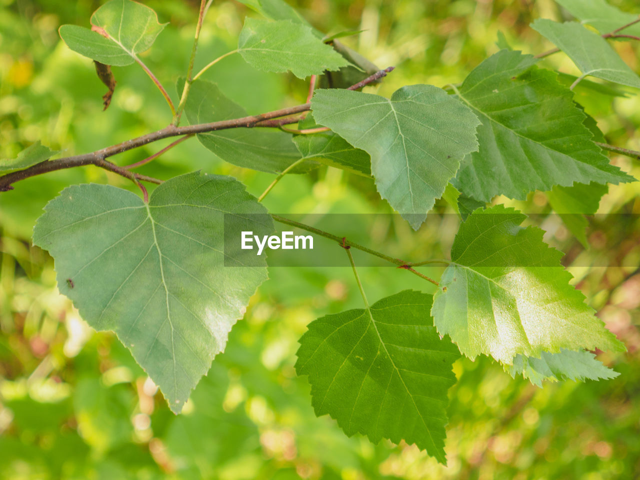 CLOSE-UP OF LEAVES AGAINST BLURRED BACKGROUND