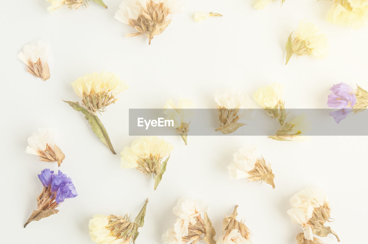 HIGH ANGLE VIEW OF FLOWERING PLANT AGAINST WHITE WALL