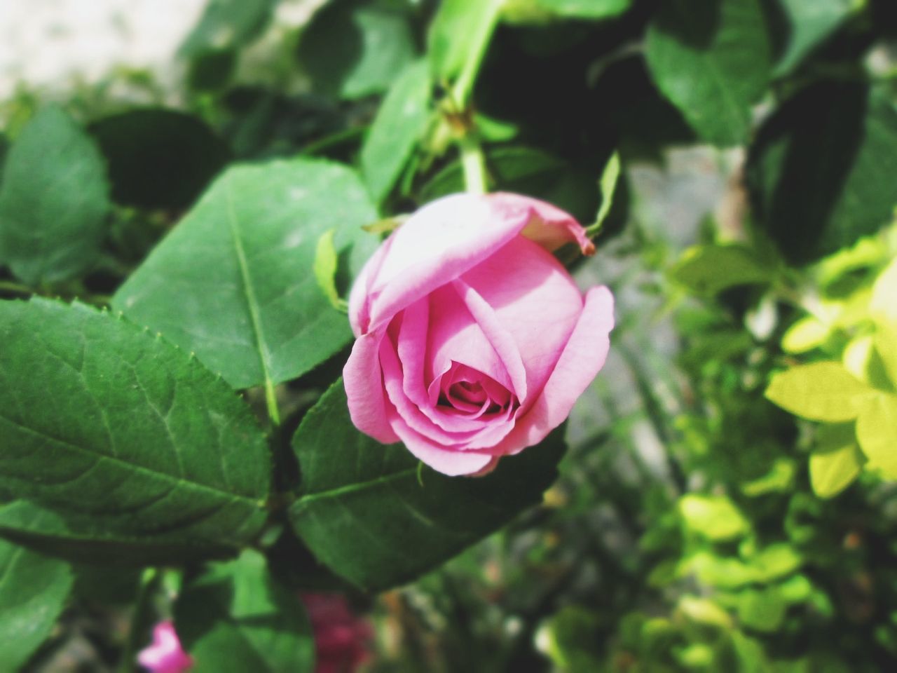 Close-up of pink rose blooming outdoors